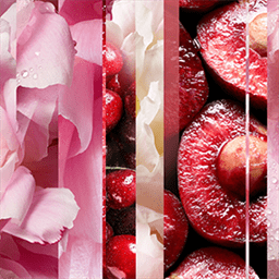 blooming-peony-and-cherry-fragrance-tile.png
