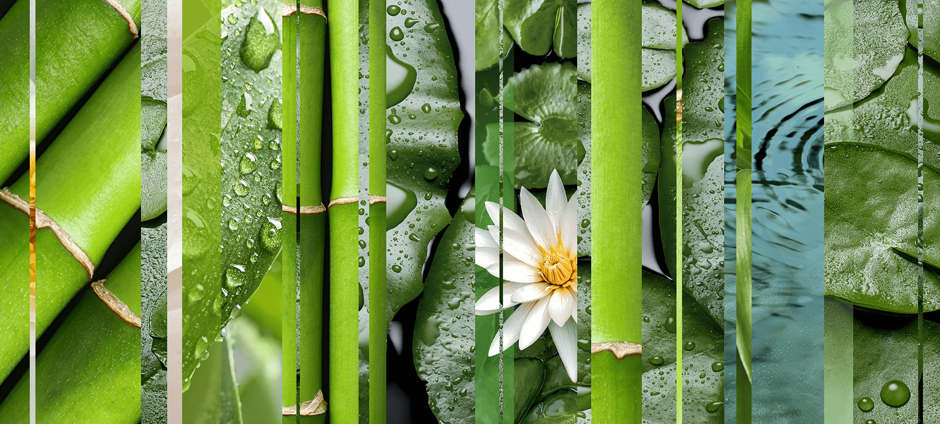 bamboo-and-waterlily-bliss-mnemonic