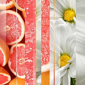 joyful-citrus-and-daisies-fragrance-tile