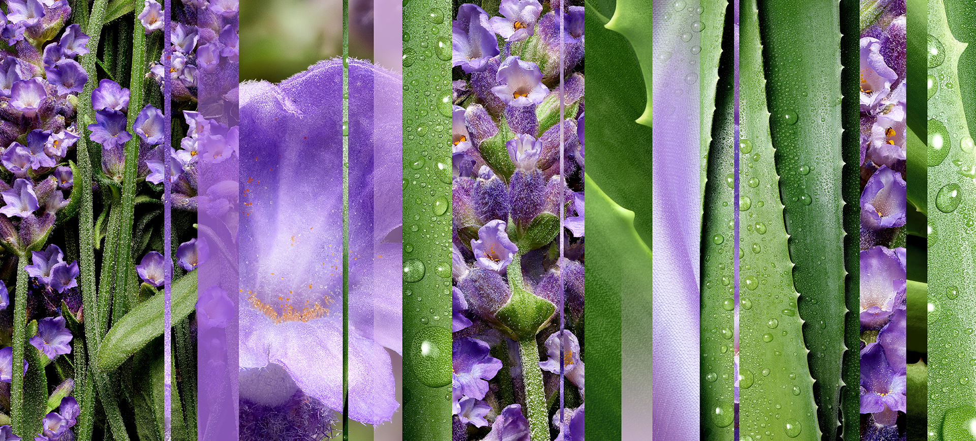 tranquil-lavender-and-aloe-mnemonic